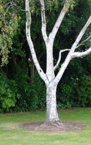  Silver Birch Tree