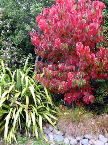 This dogwood puts on a brilliant display every Autumn - and always gets its photo taken! 