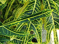 green codiaeum  variegatum