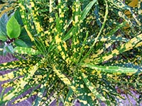variegated tropical plant leaf