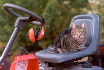  Big Fat Sifter the cat is not afraid of the Lawnmower. 