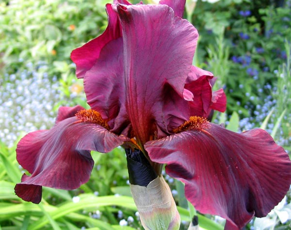 Large bearded iris in maroon. | Flowers & Plants | Pinterest