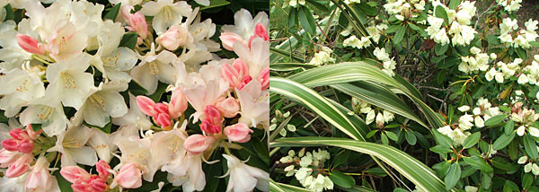 Rhododendrons or Roses?