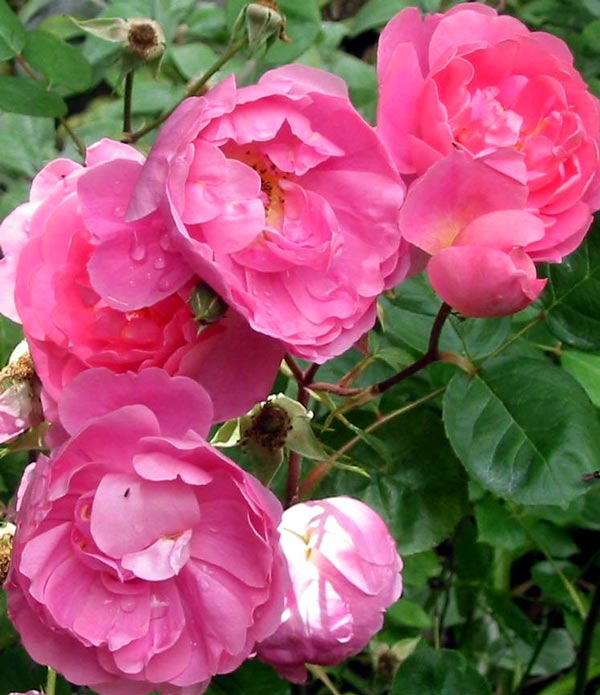 This rose would look really good in a mass planting. This rose would look really good in a mass planting.