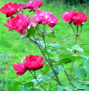  An unknown cherry bush rose. 