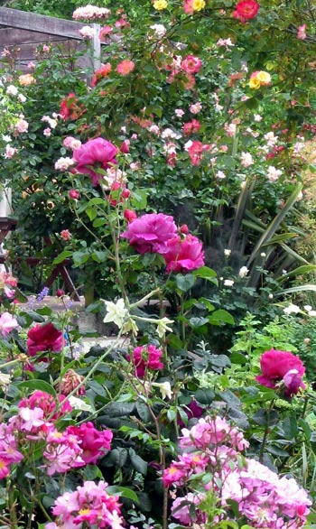 These include the fragrant Othello rose. These include the fragrant Othello rose.
