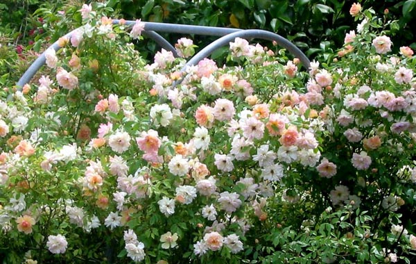 A beautiful subtle rose whose flowers are a mixture of colours. A beautiful subtle rose whose flowers are a mixture of colours.