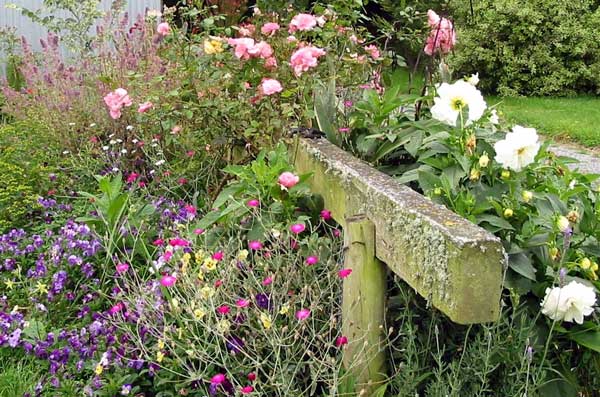  A messy planting of flowers in the stables garden border 