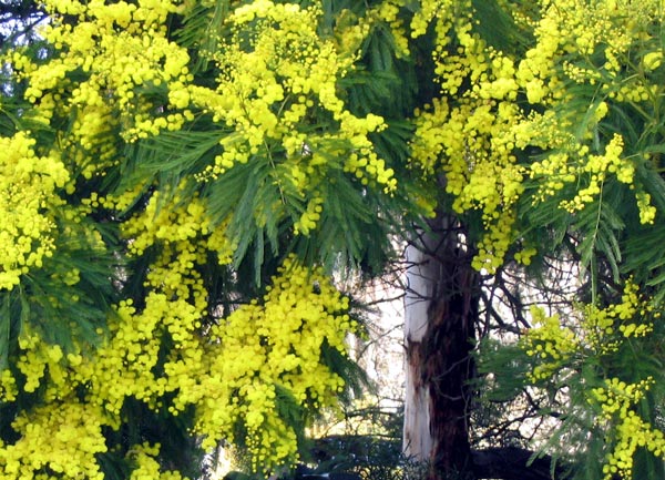 Acacia (Wattle) tree in flower. 