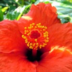  The hibiscus flower was one of many tropical plants in the garden. 