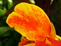 canna-rosemond-coles