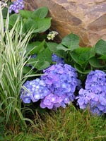 geranium
