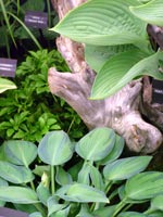 hosta-driftwood