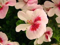 pelargonium