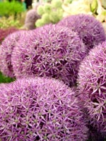 purple-alium