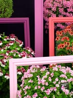 purple-pelargoniums