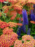 scarlet-blue-flowers