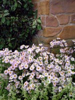 stone-wall-planting