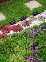 succulents-thyme