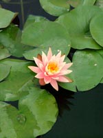water-lilly