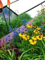 yellow-blue-flowers