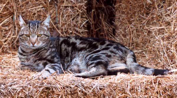  Sifter the cat on the hay. 