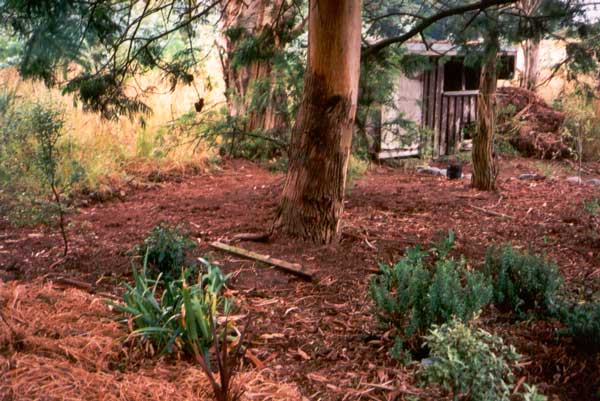 It's hard to keep this area clear of gum tree debris. It's hard to keep this area clear of gum tree debris.