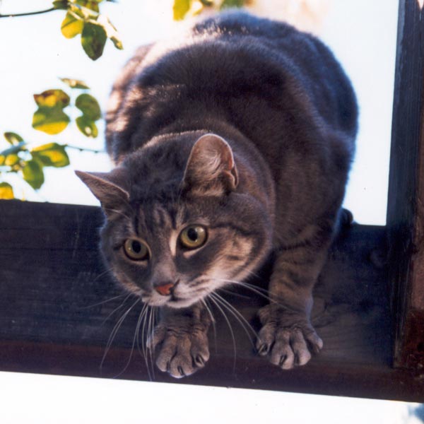 Stumpy the garden cat with claws at the ready, about to fall seven feet onto a patio. Stumpy the garden cat with claws at the ready, about to fall seven feet onto a patio.