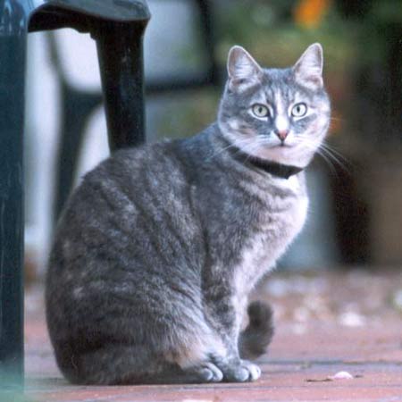  Jerome the garden patio cat 