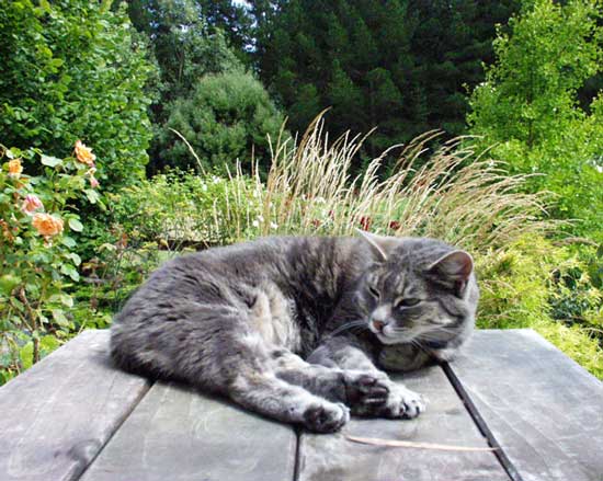  Stumpy cat dozing in the summer sun on the garden patio table. 