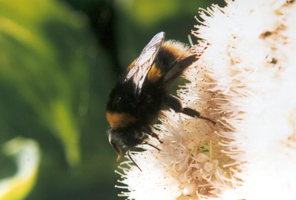  Did you know that fast bees can fly at six meters per second? 