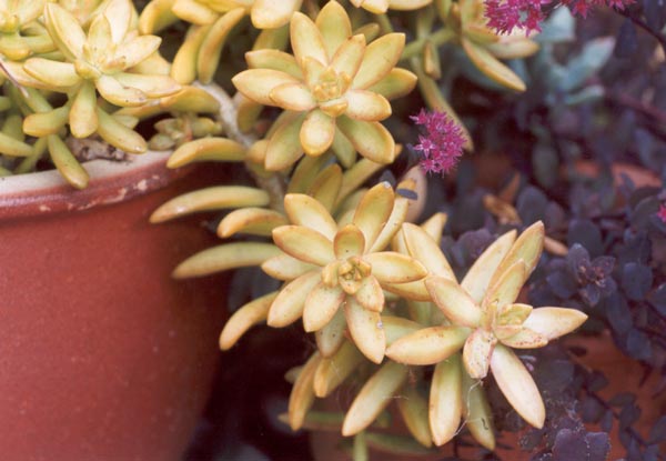  These succulent pots are often covered in spiders' webs. 