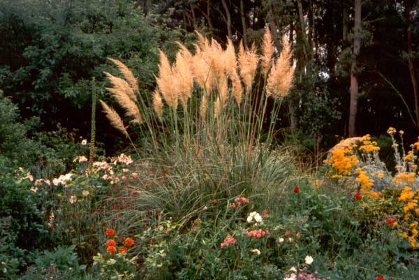  cortaderia 