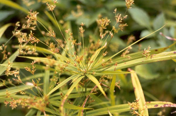  umbrella grass seed head 