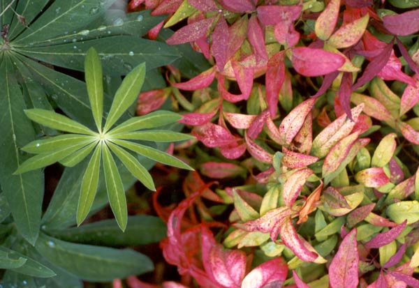  Nandina is a well behaved shrub and a great color contrast for neighbouring plants like the Lupins 