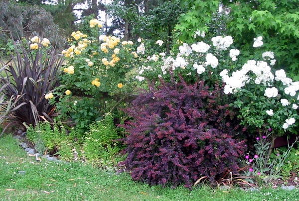  The top flax is a big bronze hybrid. 