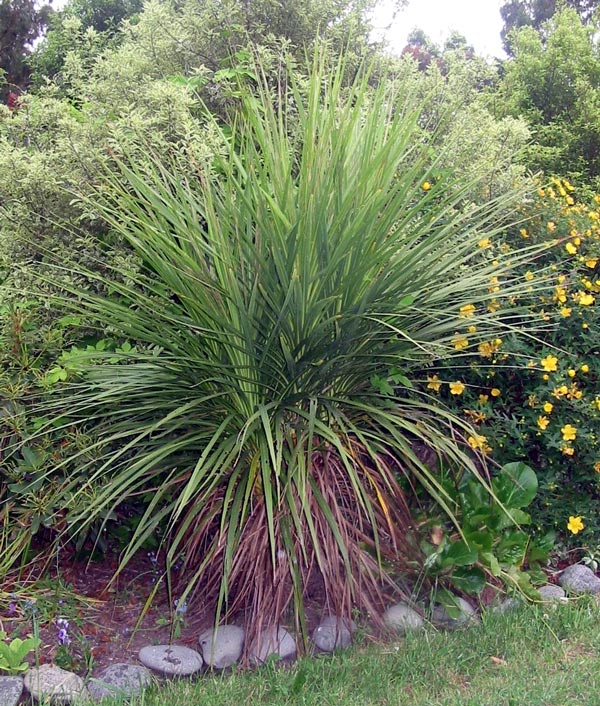 This is actually re-growth from the base of the Cabbage tree. This is actually re-growth from the base of the Cabbage tree.