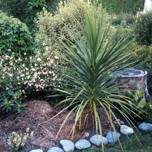  The cordyline in the front of the border is growing well. 