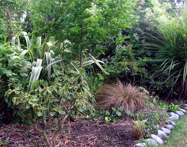 The rhododendrons are growing happily in this garden. The rhododendrons are growing happily in this garden.