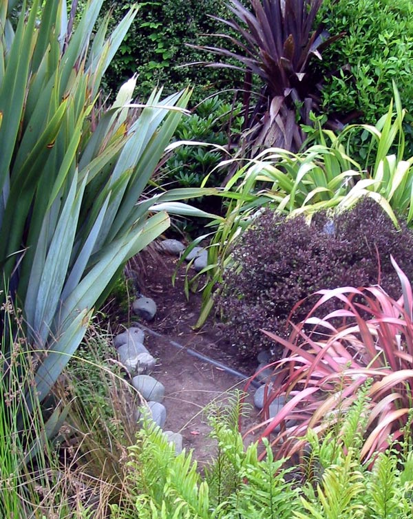  The red cordyline is a Moosey favourite. 