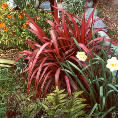 This is the reddest small flax in the garden. This is the reddest small flax in the garden.