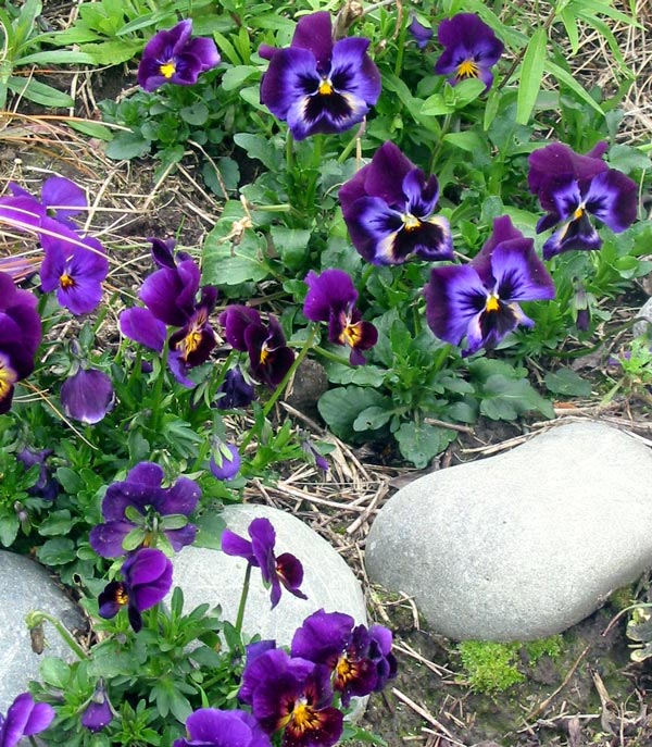  Some results of Mooseys famous blue-pansy mulch, spread around the bare patches in Middle border. 