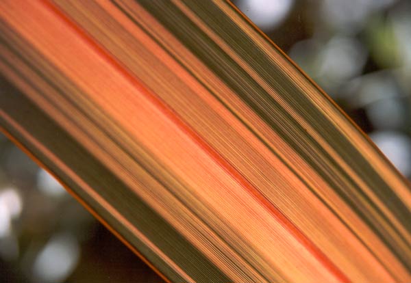The stripes on this flax look like they've been woven into the leaf. The stripes on this flax look like they've been woven into the leaf.