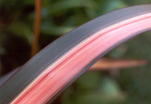 Flaxes are so tough. They can shifted at any time of year, and are easily cloned with the aid of a sharp kitchen knife. Flaxes are so tough. They can shifted at any time of year, and are easily cloned with the aid of a sharp kitchen knife.