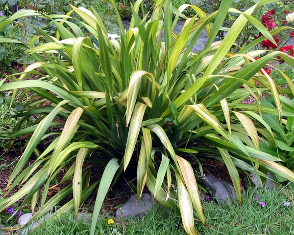  A close-up of the flax leaves. 