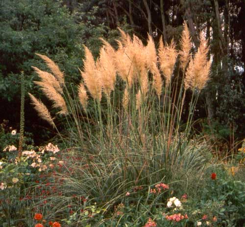  Very difficult to garden near because of the cutting edges of its leaves. 