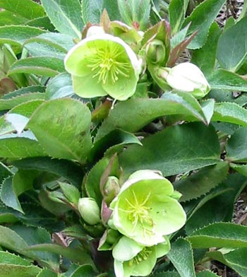  These are the tallest Hellebores I grow. 