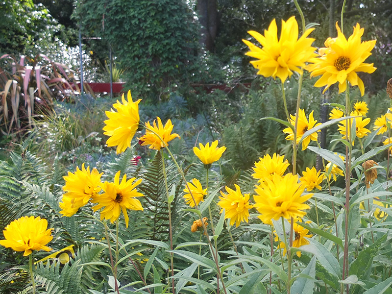 Rudbeckia