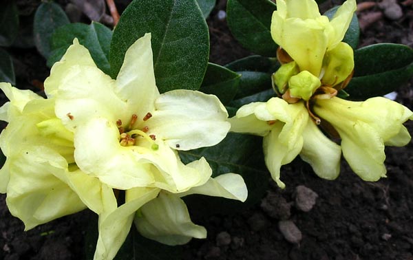  This rhododendron was quite dear, but I bought it as a birthday present to me. 