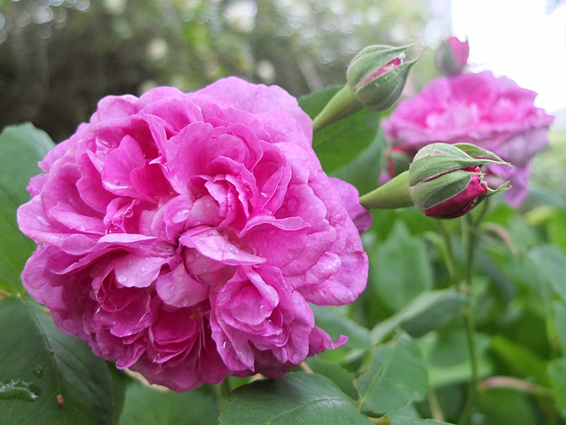 Reine des Violettes Rose